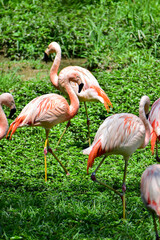 Photo of group of pink flamingos in zoo