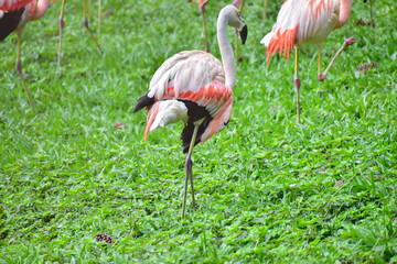 Photo of pink flamingos in zoo