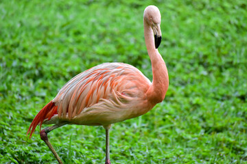 Photo of pink flamingo in zoo