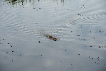 Ragondin au lac du Der