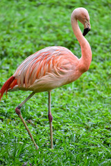 Photo of pink flamingo in zoo