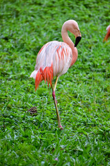 Photo of pink flamingo in zoo