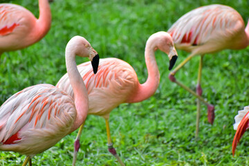 Photo of pink flamingo in zoo