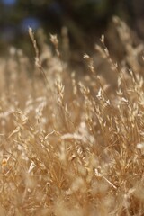 Fototapeta premium Plants in the Arizona Desert