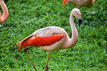 Photo of pink flamingo in zoo