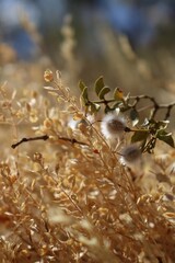 Plants in the Arizona Desert