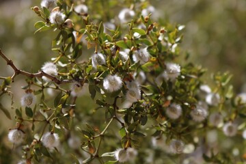 Plants in the Arizona Desert