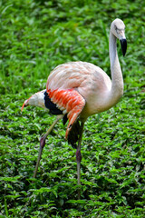 Photo of pink flamingo in zoo