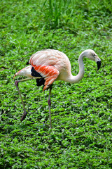 Photo of pink flamingo in zoo