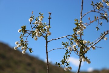 Plants in the Arizona Desert