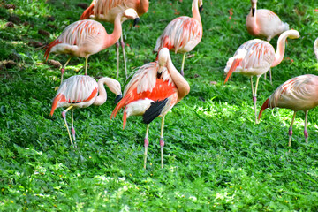 Obraz premium Photo of group of pink flamingos in zoo