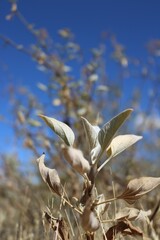 Plants in the Arizona Desert