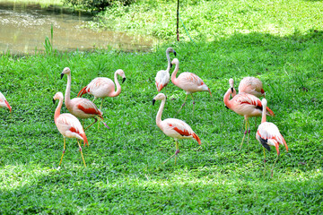 Photo of group of pink flamingos in zoo