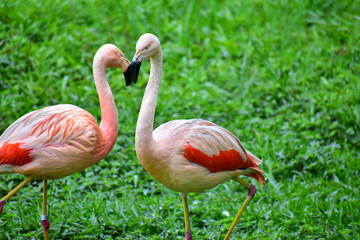 Photo of pink flamingos in zoo