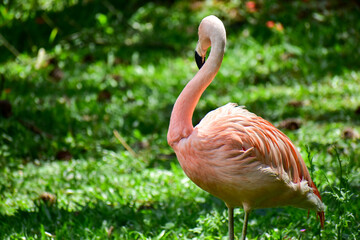 Photo of pink flamingo in zoo