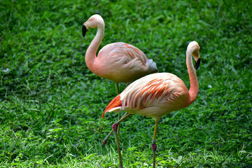 Photo of pink flamingos in zoo