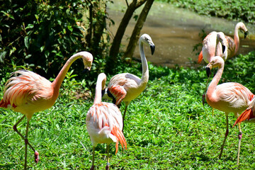 Photo of group of pink flamingos in zoo