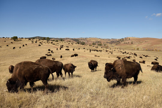 Large herd of American Buffalo, or Bison, grazing in the hills and grasslands of South Dakota, USA.	