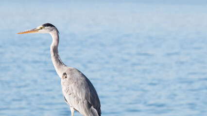 Grey heron (Ardea cinerea). A gray heron standing on the shore looking away on land with the ocean in the background with negative space. Blue sea.