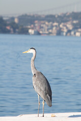 Grey heron (Ardea cinerea). A gray heron standing on the shore looking away on land with the ocean in the background with negative space. Blue sea.
