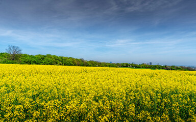 Expansive Yellow Flower Field and City Skyline

A stunning view of a yellow field of rapeseed flowers in full bloom, contrasting against the distant cityscape and industrial chimneys under a broad blu