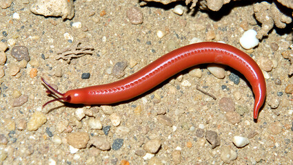 Red Mediterranean Fireworm - Hermodice carunculata