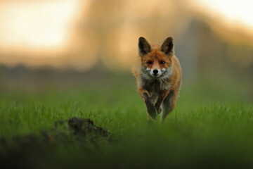 Lis rudy, fox, lis (Vulpes vulpes) © Bartosz Rakoczy