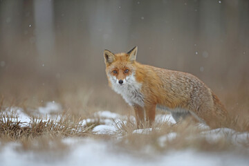 Lis rudy, fox, lis (Vulpes vulpes) © Bartosz Rakoczy