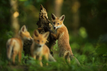 Lis rudy, fox, lis (Vulpes vulpes) © Bartosz Rakoczy