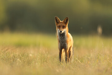 Lis rudy, fox, lis (Vulpes vulpes) © Bartosz Rakoczy