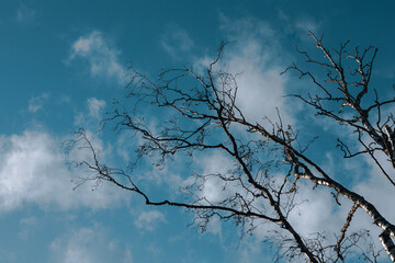 leafless birches against a blue sky 
