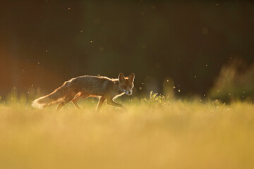 Lis rudy, fox, lis (Vulpes vulpes) © Bartosz Rakoczy