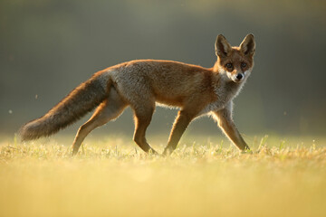 Lis rudy, fox, lis (Vulpes vulpes) © Bartosz Rakoczy