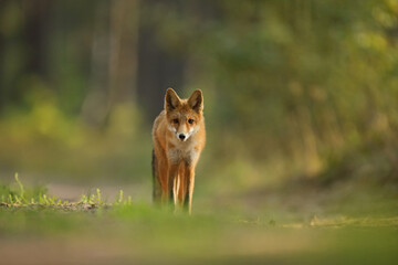 Lis rudy, fox, lis (Vulpes vulpes) © Bartosz Rakoczy