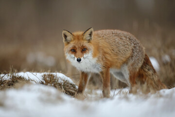 Lis rudy, fox, lis (Vulpes vulpes) © Bartosz Rakoczy