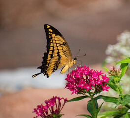 swallowtail butterfly on flower