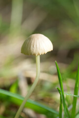 Closeup on a small Brownedge Bonnet mushroom, Mycena olivaceomarginata in a lawn