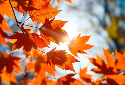 autumn maple leaves a close up of orange leaves with the sun behind them.