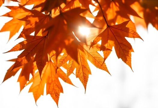 a tree with orange leaves that has the sun shining through it.