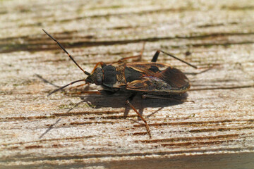 Closeup on a European dirt-colored seed bug, Rhyparochromus vulgaris, the Bright-spotted Groundbug