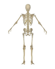Human Skeleton Front View. Anatomical Model Isolated on White Background.
