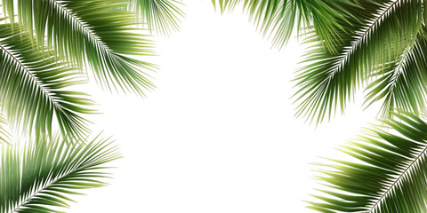 tropical frame leaves Isolated on transparent background, png.