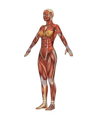  Female Muscular System Anatomy. Detailed Human Body Model Isolated on White Background.