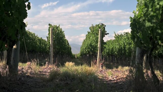 Vi&ntilde;edo verde hileras