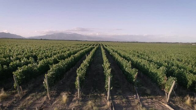 Recorrido vi&ntilde;edo verde desde drone