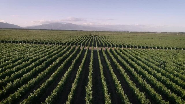 Vi&ntilde;edo verde desde arriba