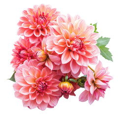 Fototapeta premium Vibrant bouquet of dahlia flowers beautifully arranged on a transparent background, Bouquet of dahlia flowers, isolated on transparent background
