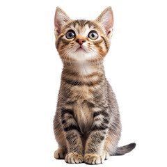 Obraz premium A playful tabby kitten with bright blue eyes sitting on a plain transparent background, full of curiosity and energy in a cozy indoor setting, cat on transparent background
