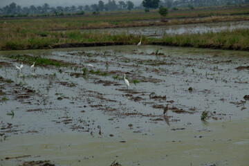A flock of white storks looking for food in the mud rice fields