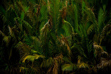 Nipah is a type of palm that grows in mangrove forests. Palm textured wallpaper, tropical garden